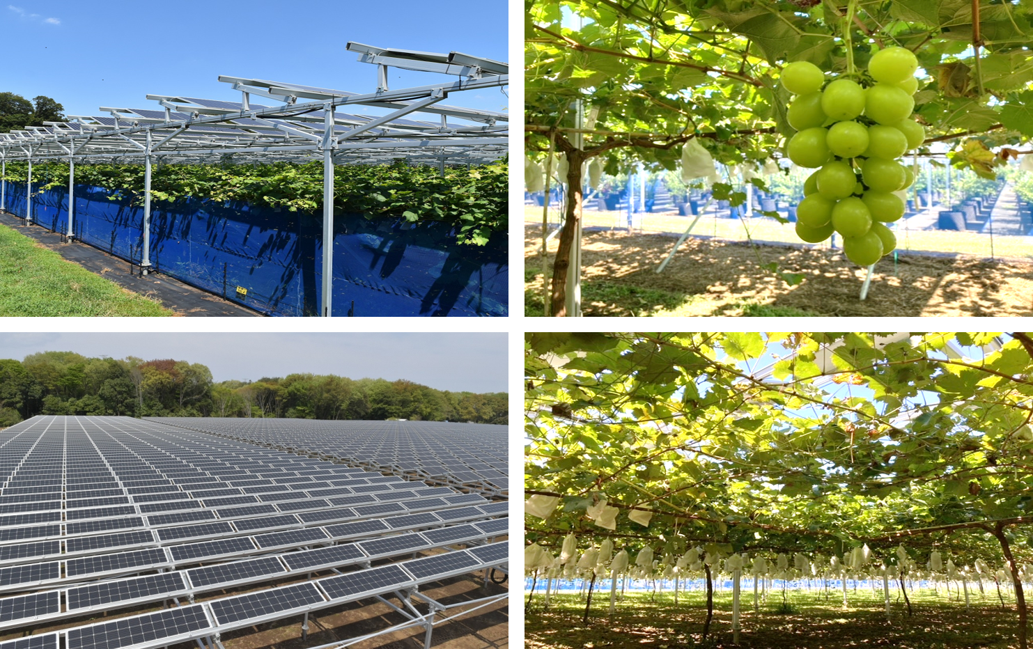 太陽光発電システム　太陽光発電システム下で育つぶどう